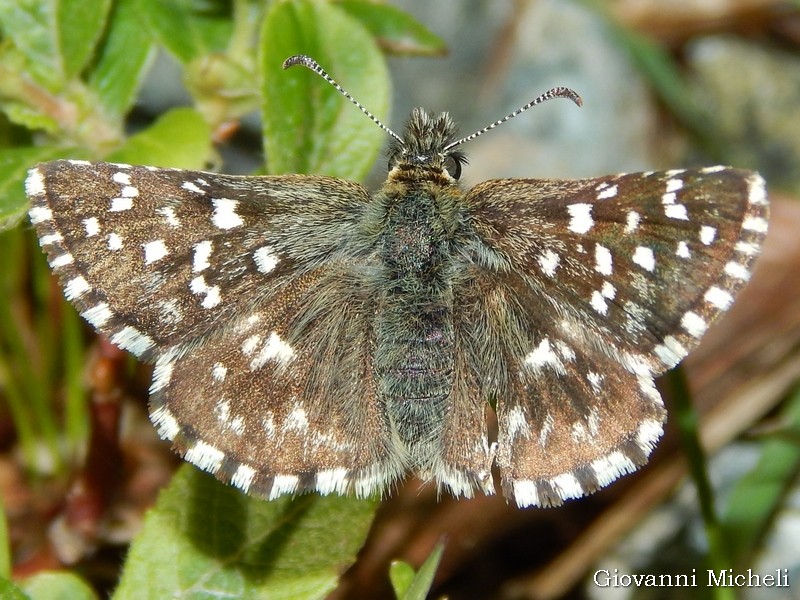 Pyrgus malvoides - Hesperiidae